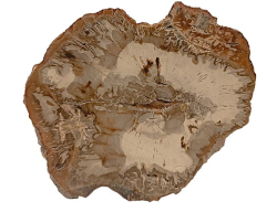 Zkamenělé dřevo - cca 367 g - 13x10x2 cm